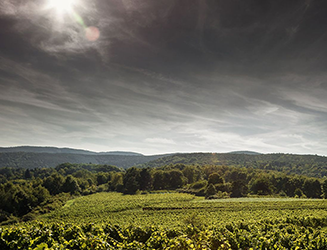 Weingut Markus Schneider