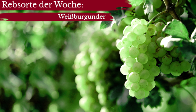 Rebsorte-der-Woche-Weissburgunder